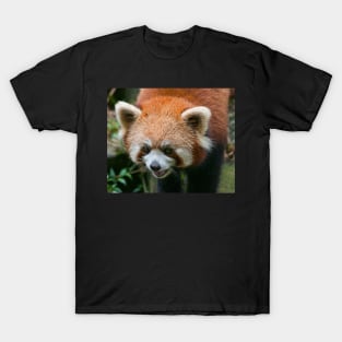 Red Panda, China T-Shirt